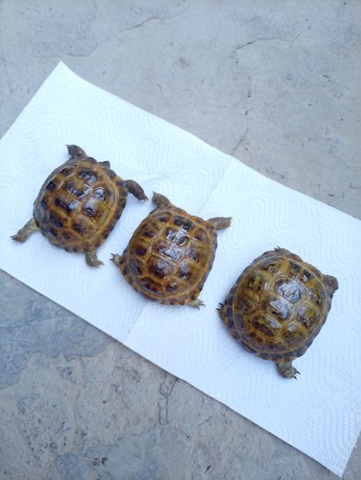 Toshbaqa sotiladi!(Продается черепашки!)