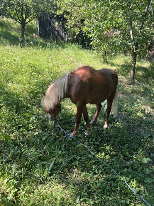 Vand ponei bland