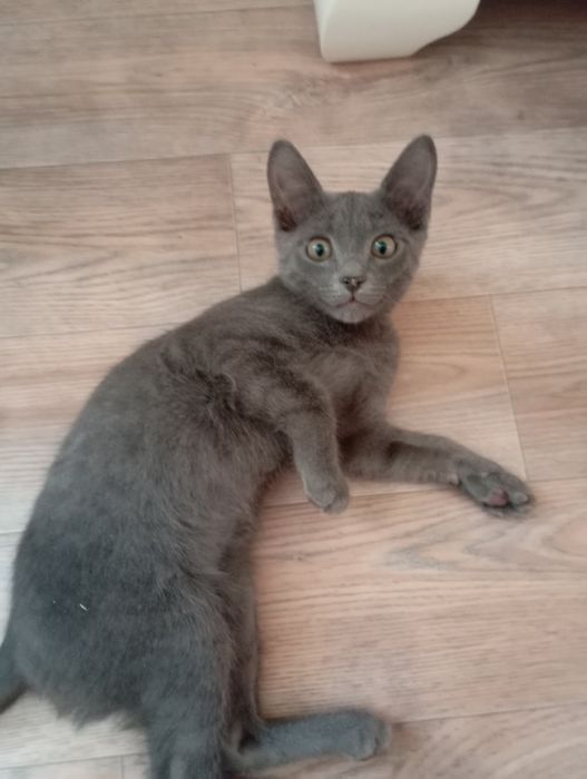 Коты дам в добрые руки