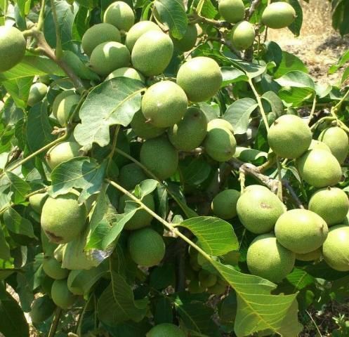 Vand puieti de nuci altoit i soiul jupanesc și pomi fructiferi