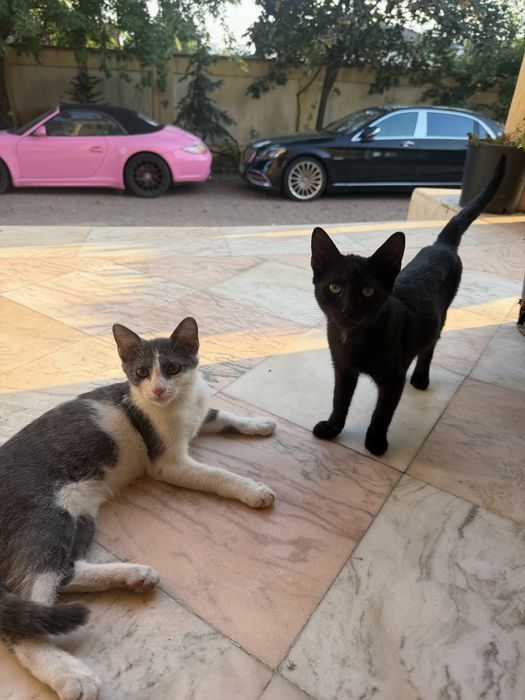 Pisicute pentru adoptie