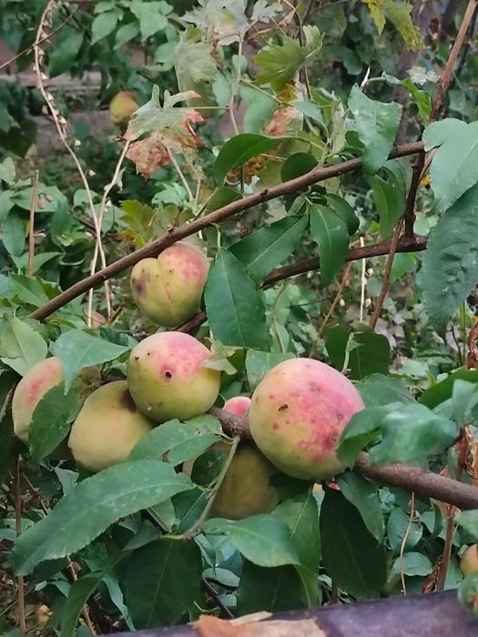 Продается  5 комнатный дом, торг