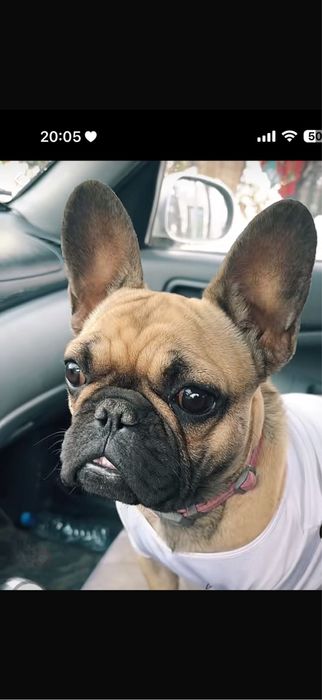 Французкий бульдог