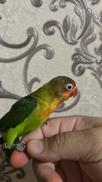 Ручной неразлучник продается