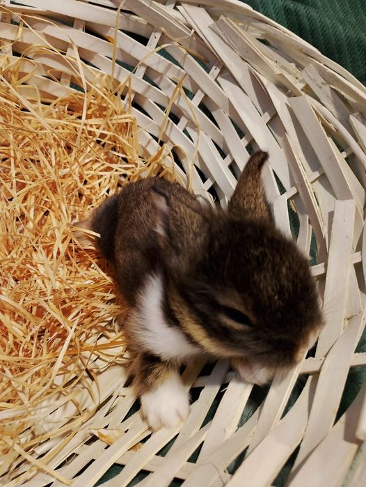 Pui iepurasi miny-toy miniatura POZE REALE!   ,rasa pitica).!