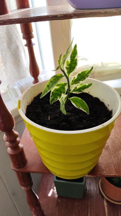 Фикус Бенджамина