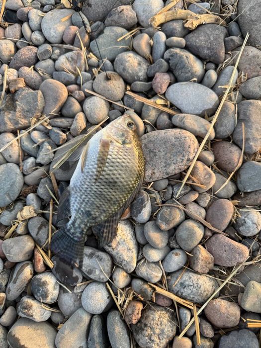 Тиляпия малек, подростки и маточные для пруда и УЗВ