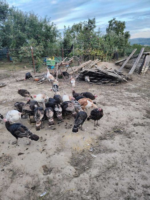 pui de curca romanesti