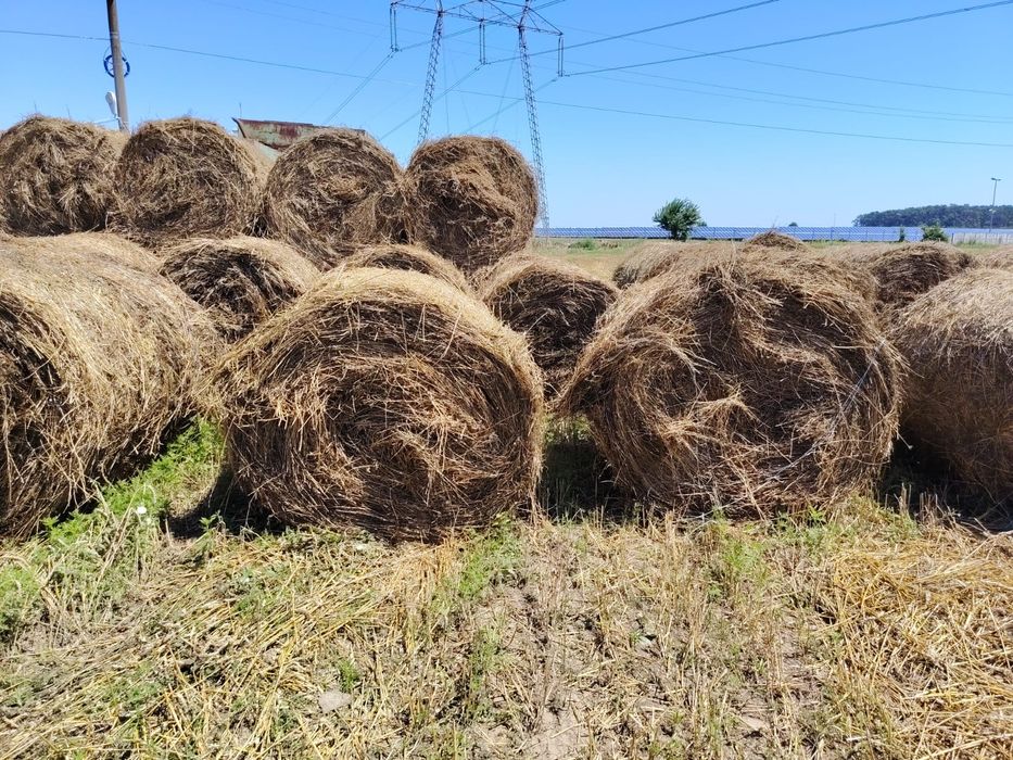 Baloți lucernă cu fân 250 Bucati disponibile