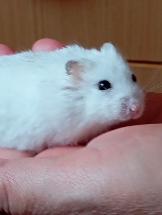 Продам джунгарского хомяка мальчика и девачка