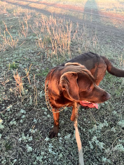 Вязка лабрадор мальчик шоколадного окраса