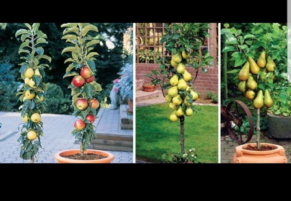 Pomi columnari fructiferi