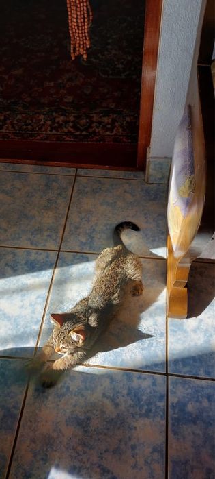 Отдам котенка в добрые руки.