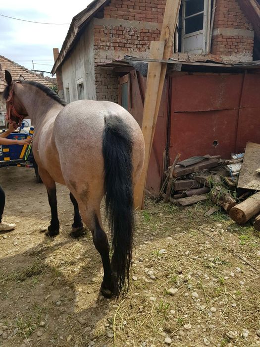 De vânzare iapă cu