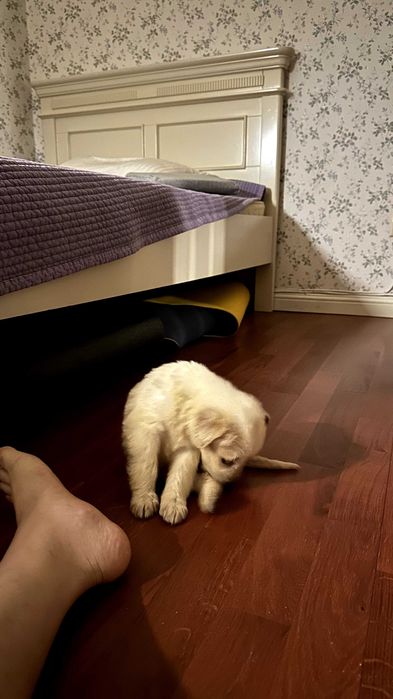 Золотистый ретривер, 1,7 месяца(СРОЧНО)