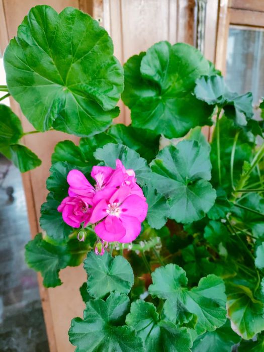 Продам цветы герань