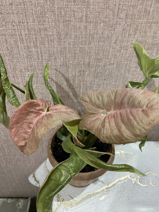 Продам  сингониум(2 горшка) розовый