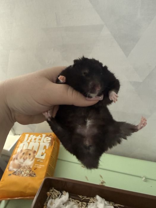 Отдам хомяка бесплатно