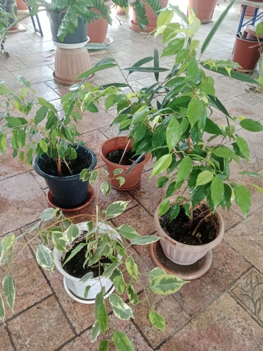 продам цветы комнатные