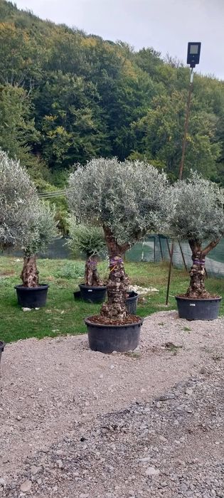 Vând plante ornamentale asiguram transport