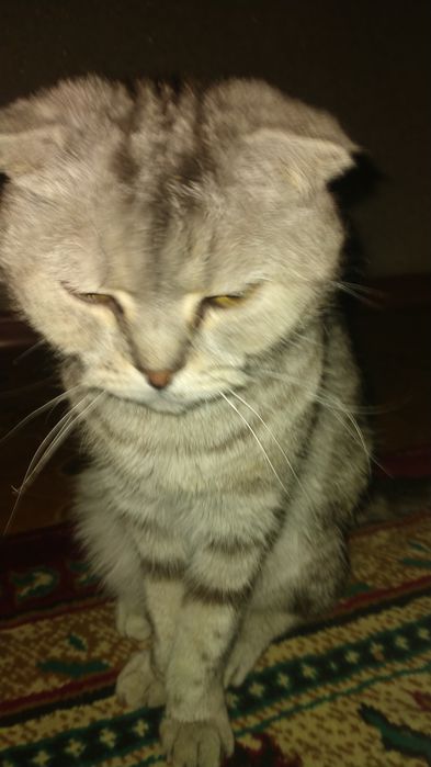 Шотладнская кошка