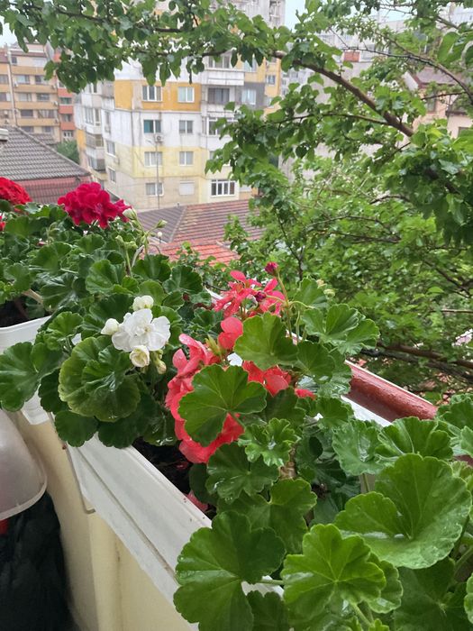 Цветя, красиви мушката и сакъзчета, нацъфтяли, по 4-5 корена в сандъче,