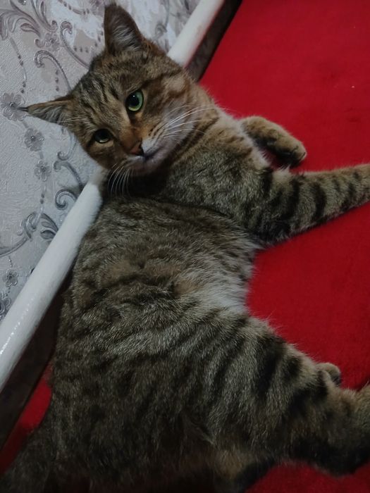 Mushuk beriladi tekinga faqat yaxshi oilaga