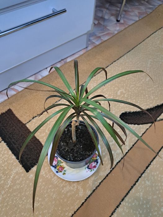 Драцена (комнатный цветок)