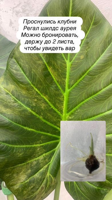 Детки алоказий разные.