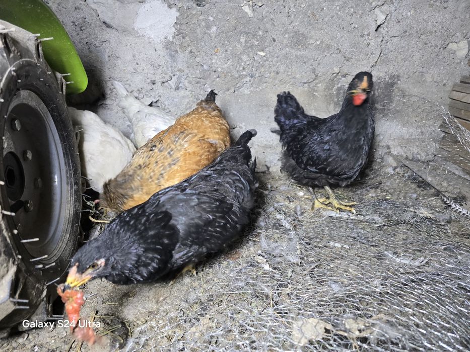 Млади селски петли