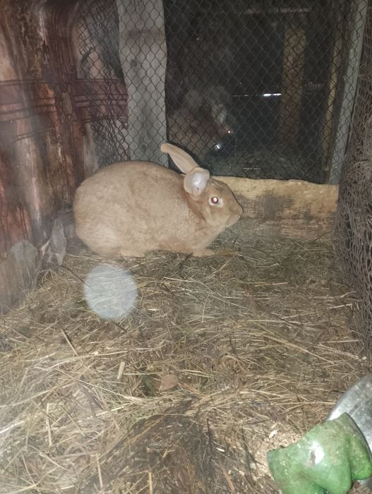 Продам бургундских кролих