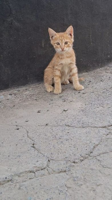 Отдам даром котят