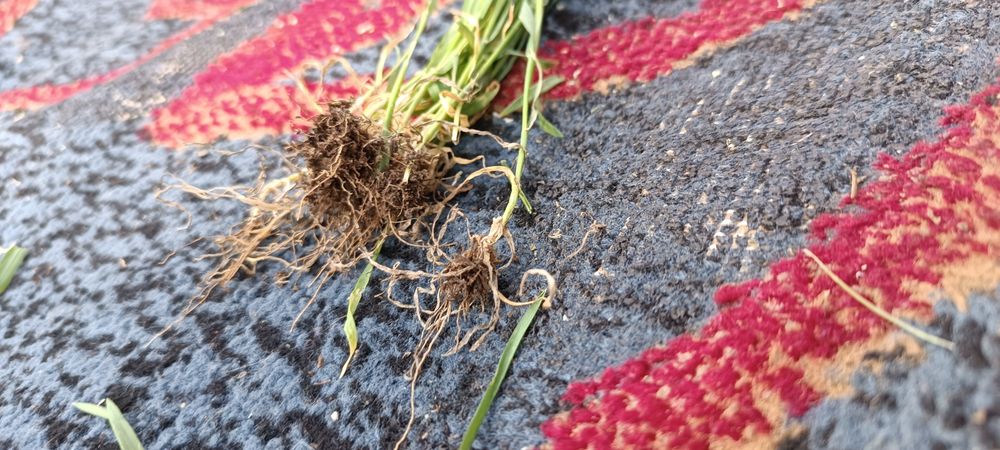 Трава новая корни целые