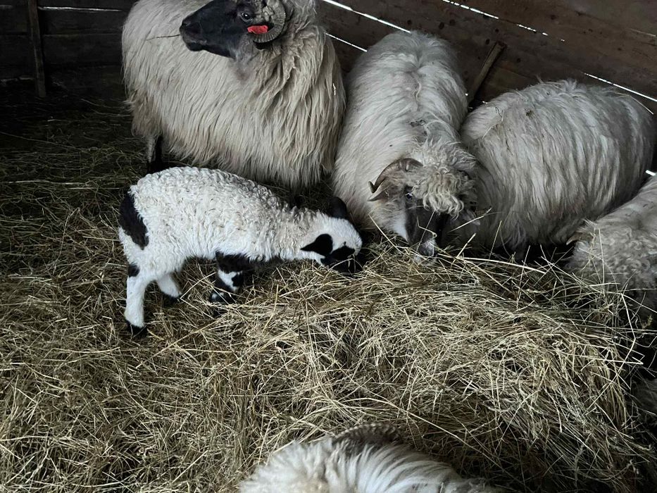 Vând 170de oi  gestante   unele  fătate și  30 de cărlani