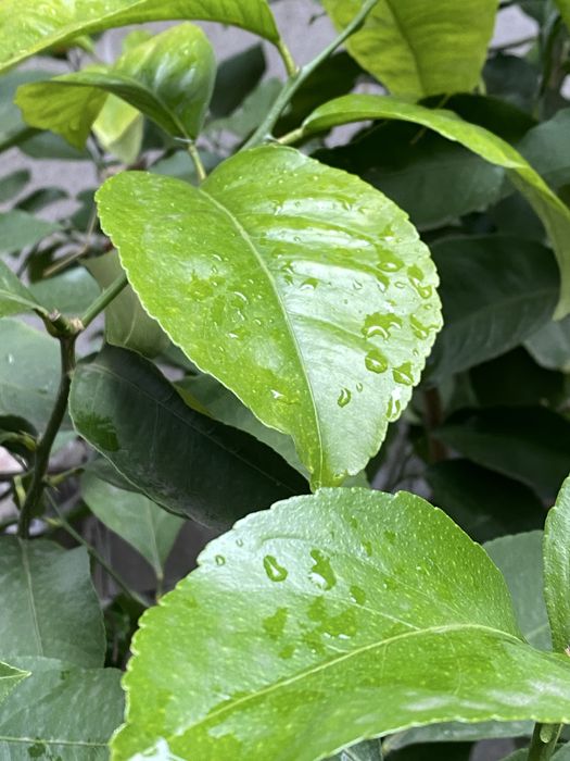 Lamai 25ani+ altruit, rodeste