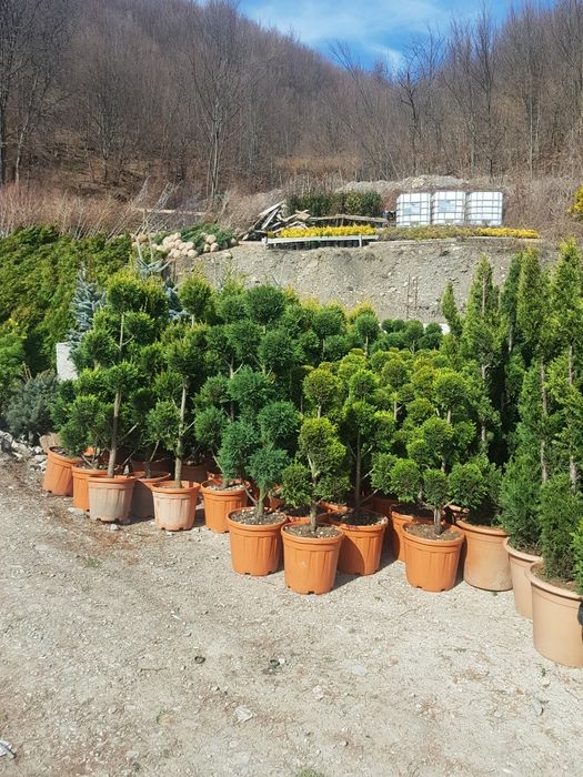 Gazon plante ornamentale