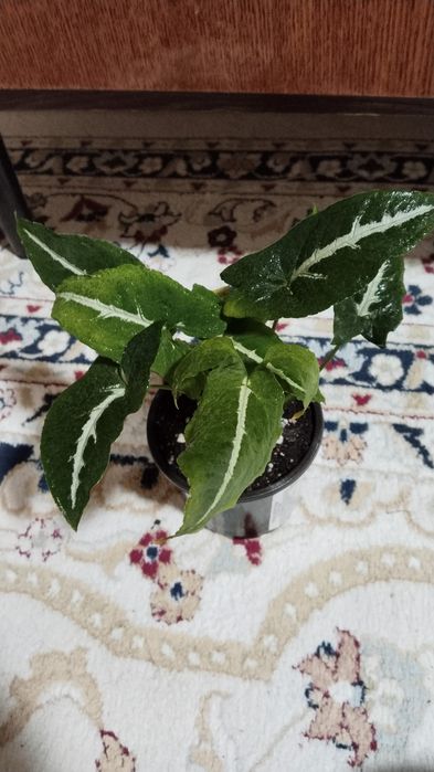 Продам комнатные цветы.