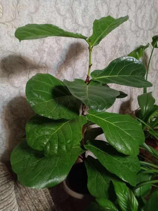 Продам молодой цветок.