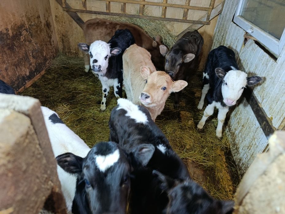Телята тёлочки от высокодойных коров
