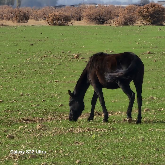 66 бас, тайлар сатылады,  еркек