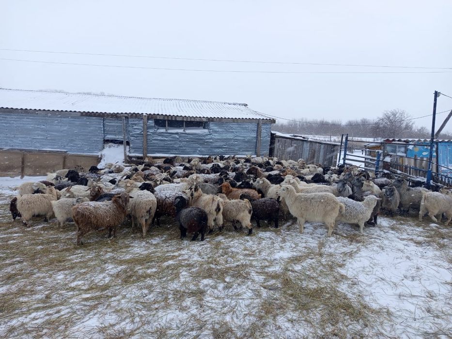 Продам баранов , коз