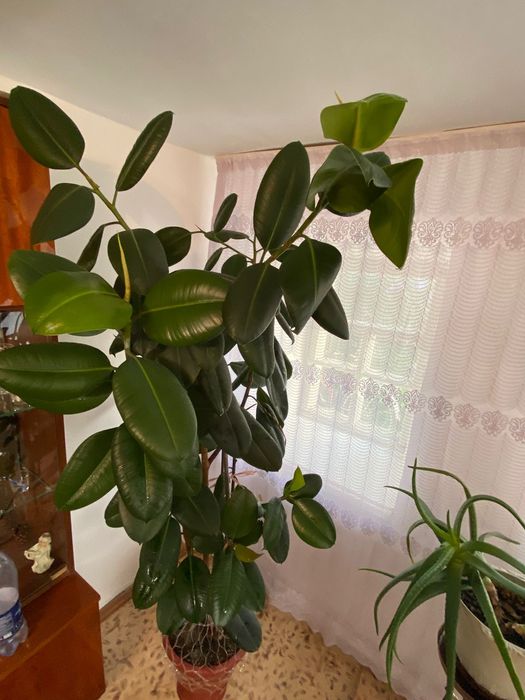 Фикус и диффенбахия