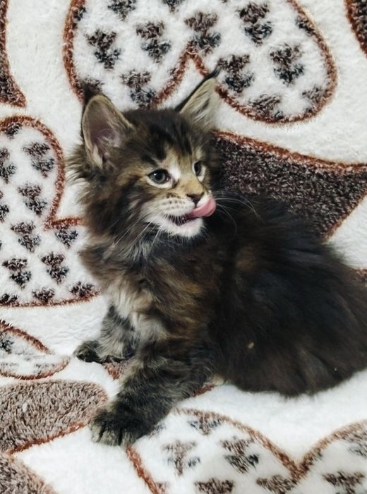 Мейнкун крупные котята !