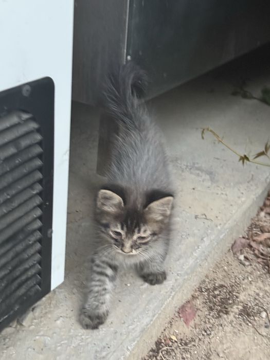 Котенок в добрые руки