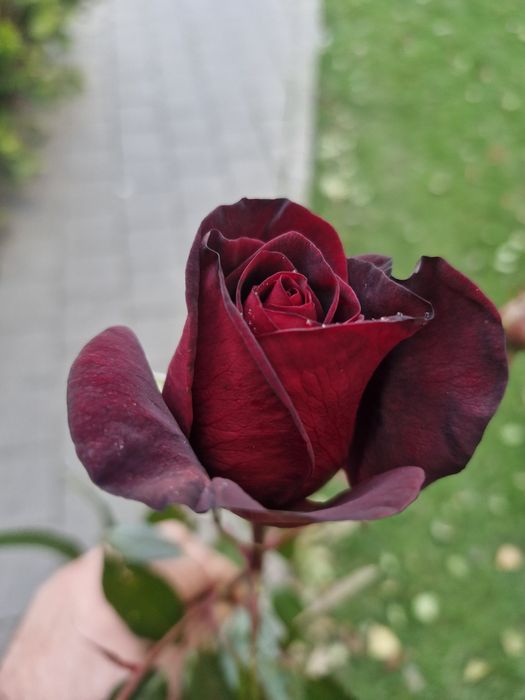 Ofer servicii de amenajări și întreținere grădini.