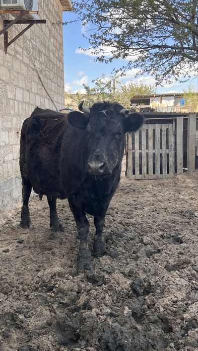 Сиыр сатылады бұзаулы