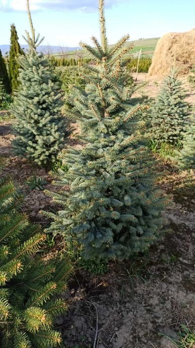 brazi argintii si normandian diferite dimensiuni pentru craciun