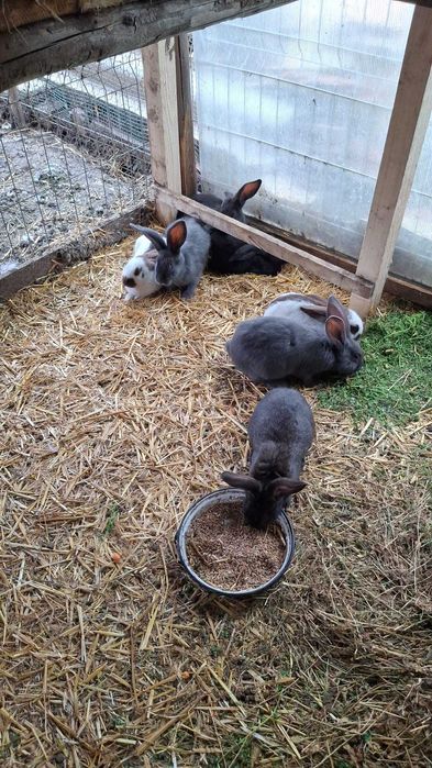 Iepuri fluture german