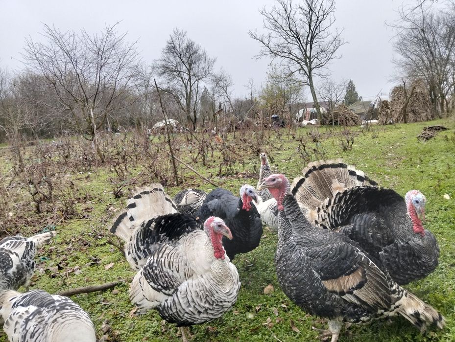 Vând curci și curcani românești