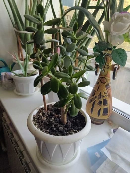 Продам комнатное растение